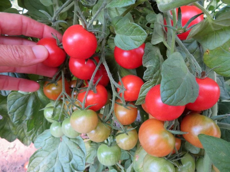 Tomate ‘Ernteglück’ ( Solanum lycopersicum )
