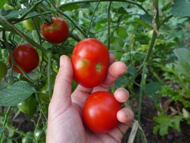 Tomate ‘Edouard’ ( Solanum lycopersicum )
