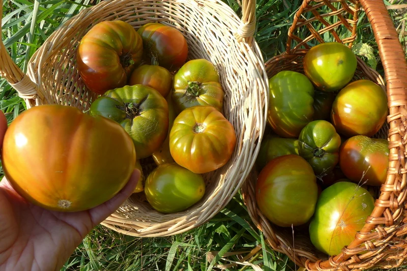 Tomate ‘Everett's Rusty’ ( Solanum lycopersicum )