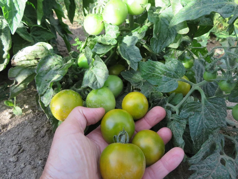 Tomate ‘Fat Frog’ ( Solanum lycopersicum )