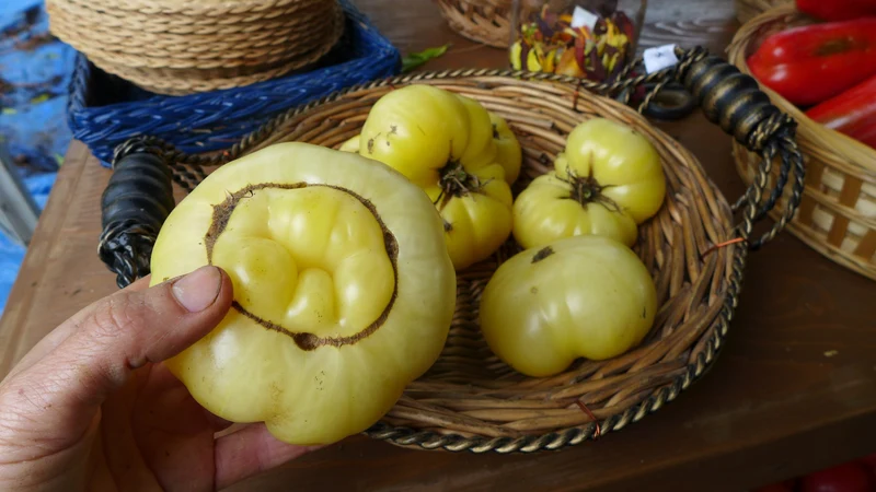 Tomate ‘Fantôme du Laos’ ( Solanum lycopersicum )