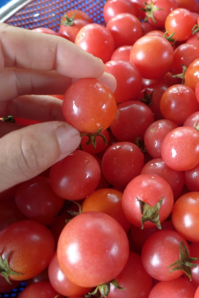 Tomate ‘Garden Pearl’ ( Solanum lycopersicum )