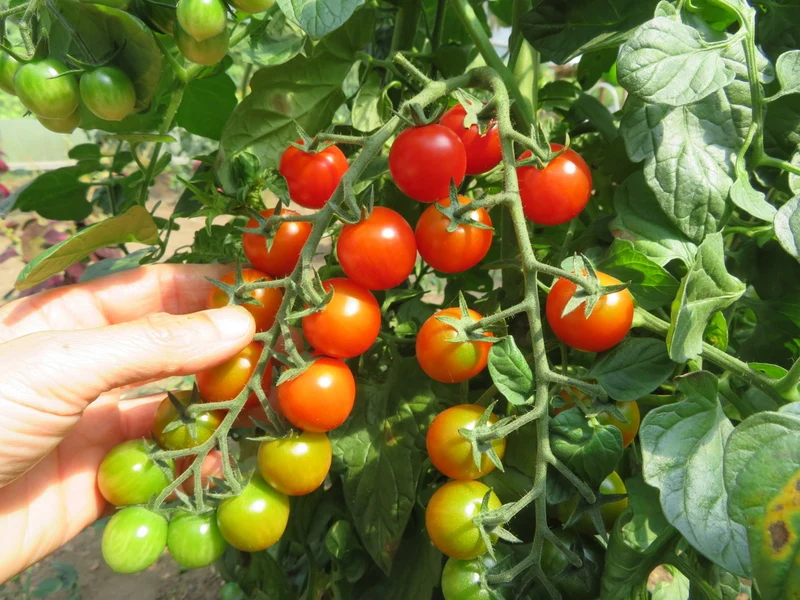 Tomate ‘Iva's Red Berry’ ( Solanum lycopersicum )