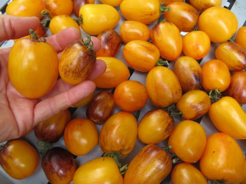 Tomate ‘Golden Hour’ ( Solanum lycopersicum )