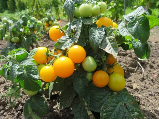 Tomate ‘Jochalo’ ( Solanum lycopersicum )