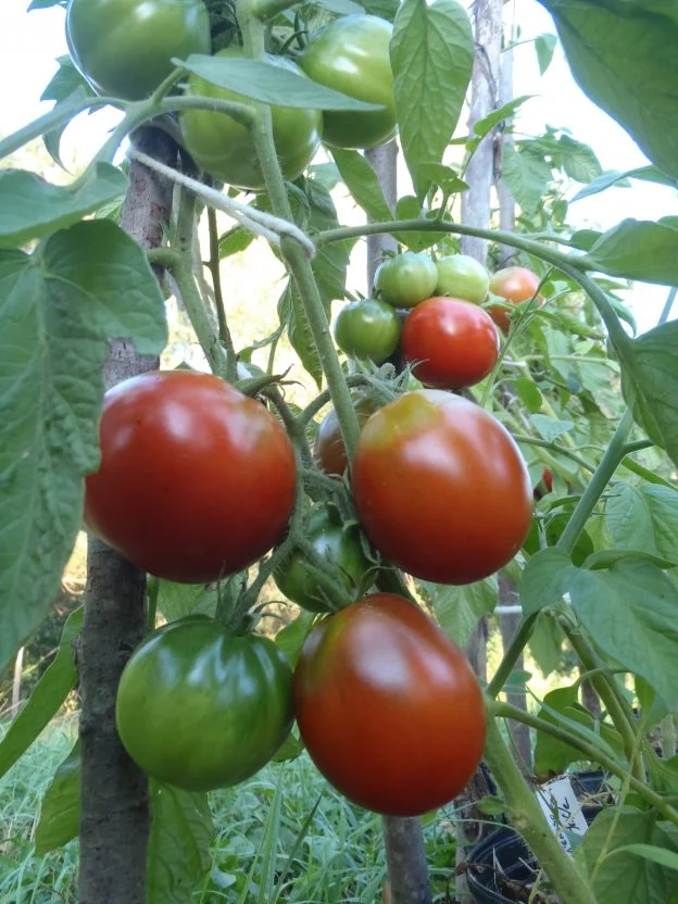 Tomate ‘Japanese Black Trifele’ ( Solanum lycopersicum )