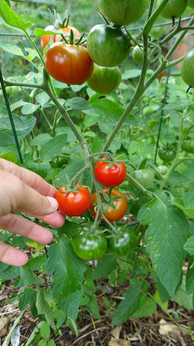 Tomate ‘Latah’ ( Solanum lycopersicum )