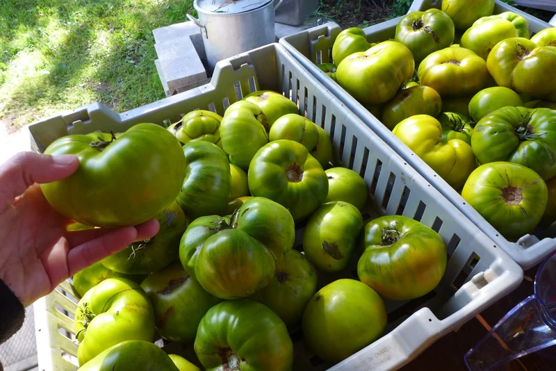 Tomate ‘Malachite box’ ( Solanum lycopersicum )