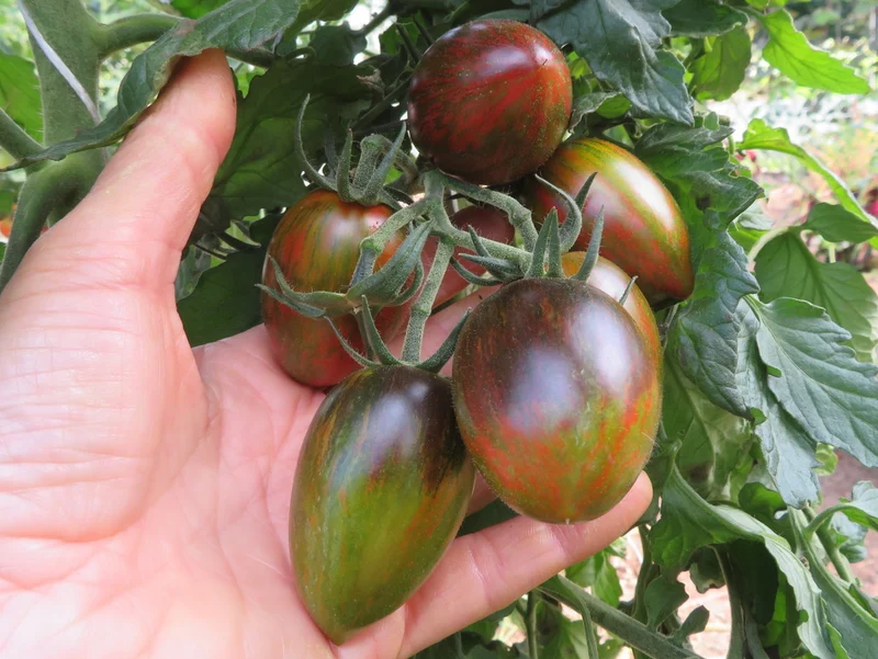 Tomate ‘Magic Bullet’ ( Solanum lycopersicum )