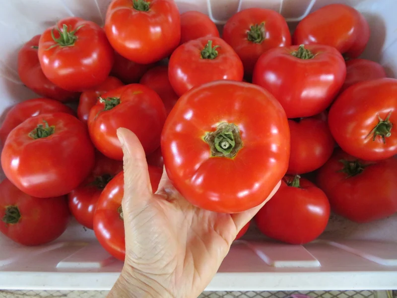 Tomate 'Marglobe' ( Solanum lycopersicum )