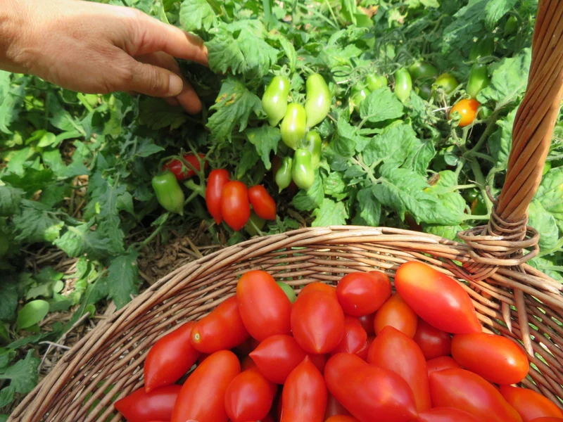 Tomate ‘Mini Marzano’ ( Solanum lycopersicum )
