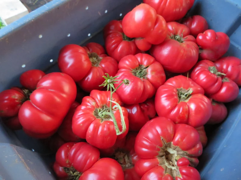 Tomate ‘Mémé de Beauce’ ( Solanum lycopersicum )