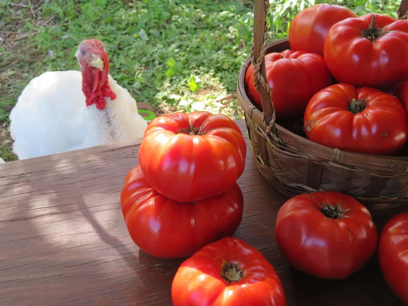 Tomate ‘Mrs. Bots Italian Giant’ ( Solanum lycopersicum )