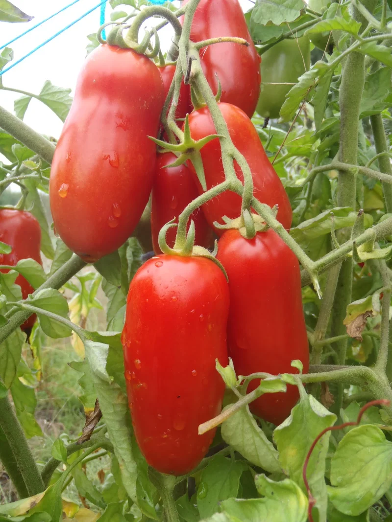 Tomate ‘Oroma’ ( Solanum lycopersicum )