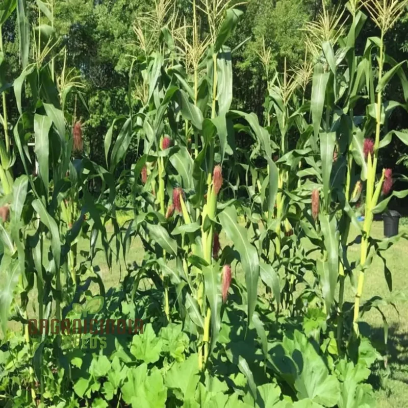 Heirloom Strawberry Popcorn Seeds, Premium Popcorn Planting Seeds for Delightful Harvests