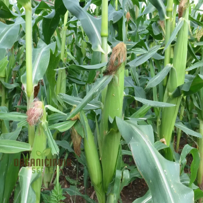 Radiant Gem Corn Seeds, Grow Your Own Ornamental Gem Corn vegetable Seeds