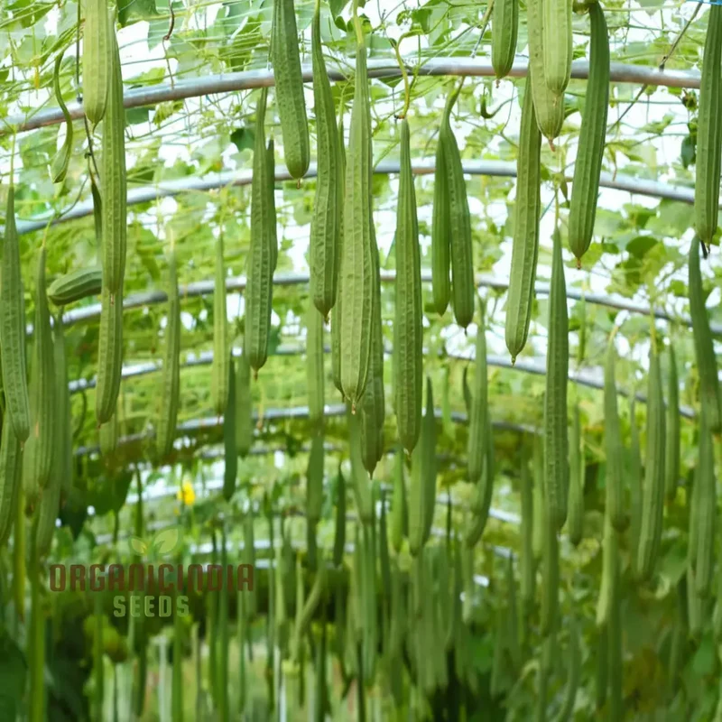Ridge Gourd Seeds, Growing Your Own Exotic Luffa Vine Planting Seeds