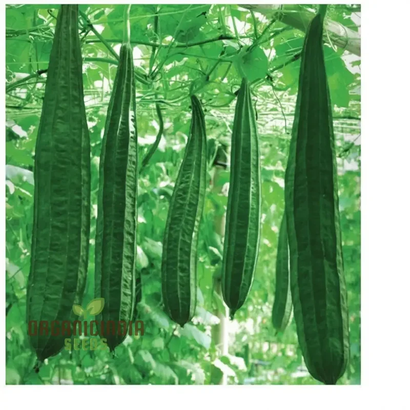 Ridge Gourd Seeds, Growing Your Own Exotic Luffa Vine Planting Seeds