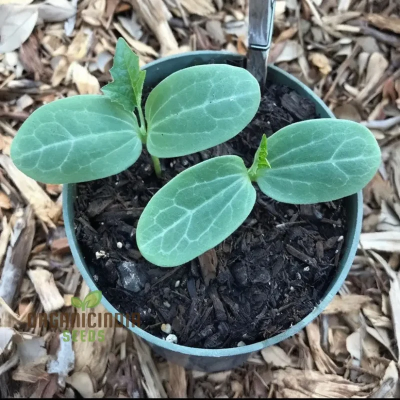 Ridge Gourd Seeds, Growing Your Own Exotic Luffa Vine Planting Seeds