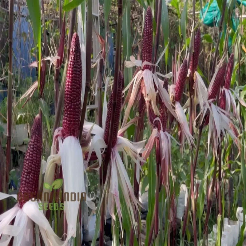 Premium Red Corn Seeds, Ideal for Vibrant, Thriving Gardens Seeds For Planting