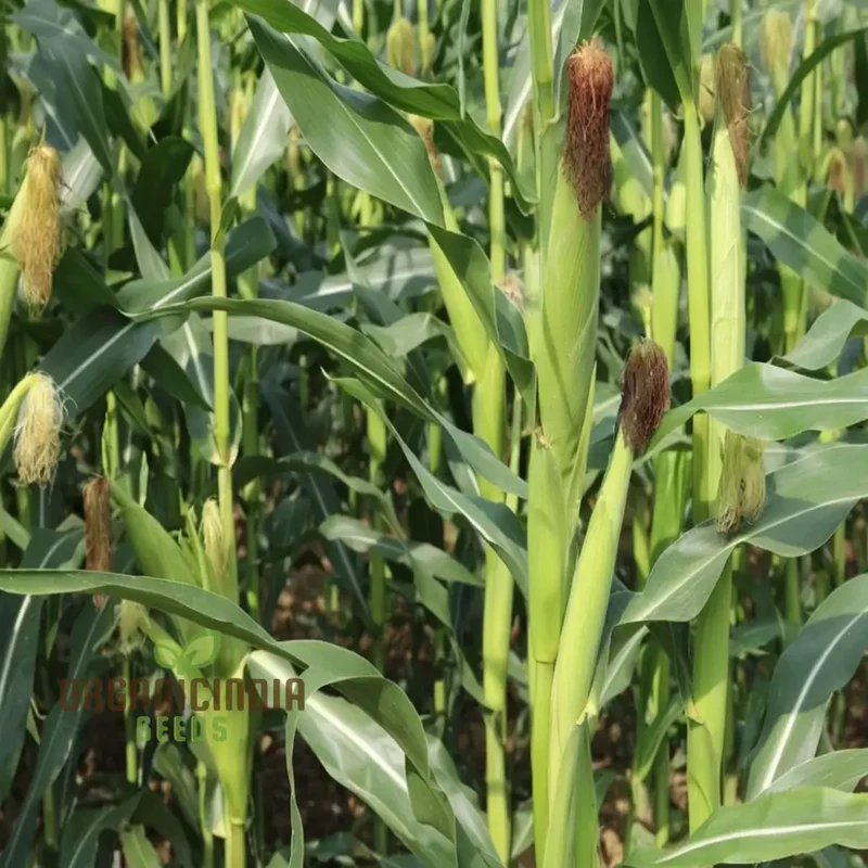 Premium Red Corn Seeds, Ideal for Vibrant, Thriving Gardens Seeds For Planting