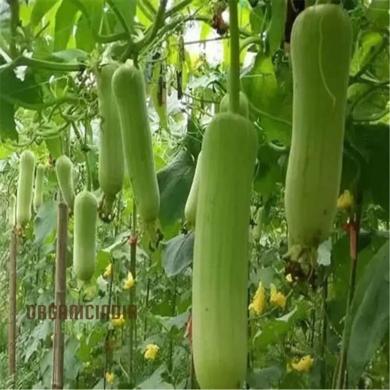 Elite High-Germination Luffa Vegetable Seeds Cultivate Superior, Lush Sprouts for Your Garden