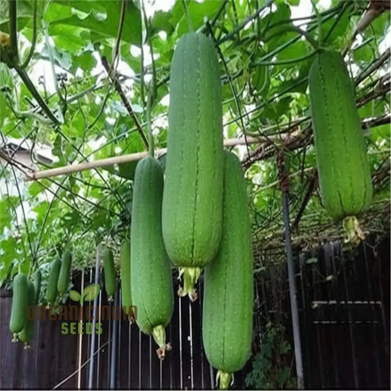 Elite High-Germination Luffa Vegetable Seeds Cultivate Superior, Lush Sprouts for Your Garden