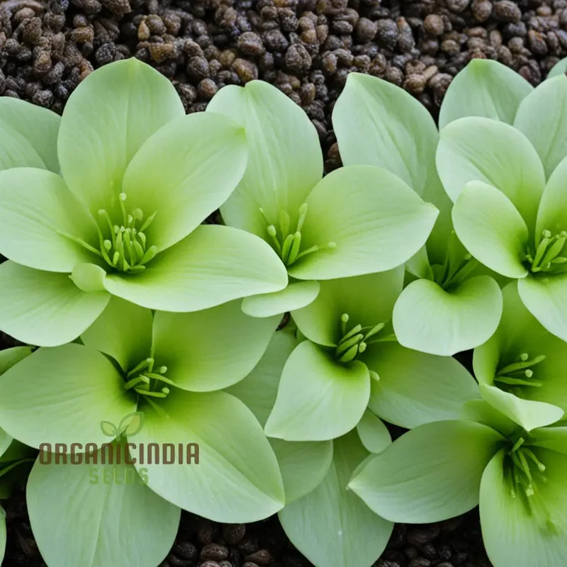 Salad Leafy Plant Seeds, Salad Corn Seeds For Planting