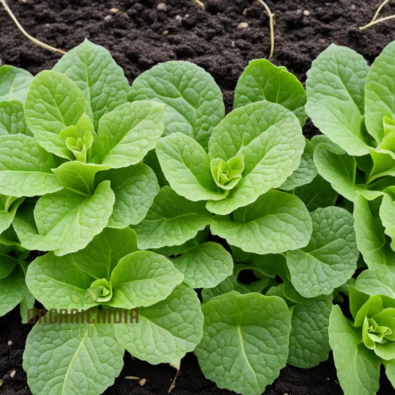 Salad Leafy Plant Seeds, Salad Corn Seeds For Planting