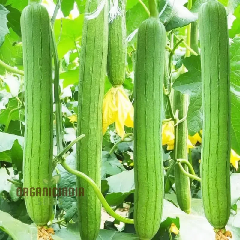 Resilient Loofah Seeds, Heat and Cold Tolerant for Year-Round Growth