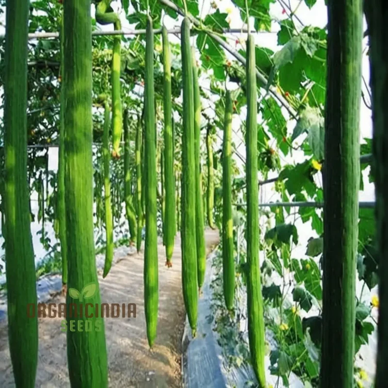Resilient Loofah Seeds, Heat and Cold Tolerant for Year-Round Growth