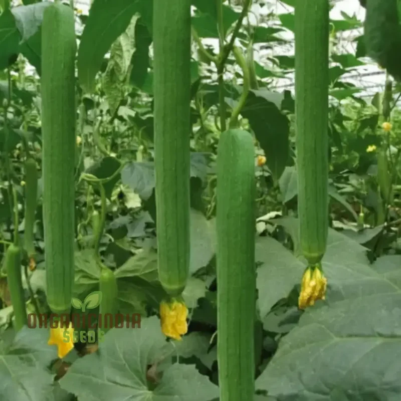 Resilient Loofah Seeds, Heat and Cold Tolerant for Year-Round Growth