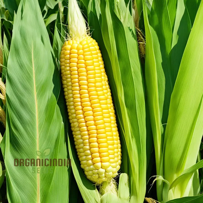 Durable Yellow Corn Seeds, Perfect for Planting and Cultivating Vibrant Cornfields