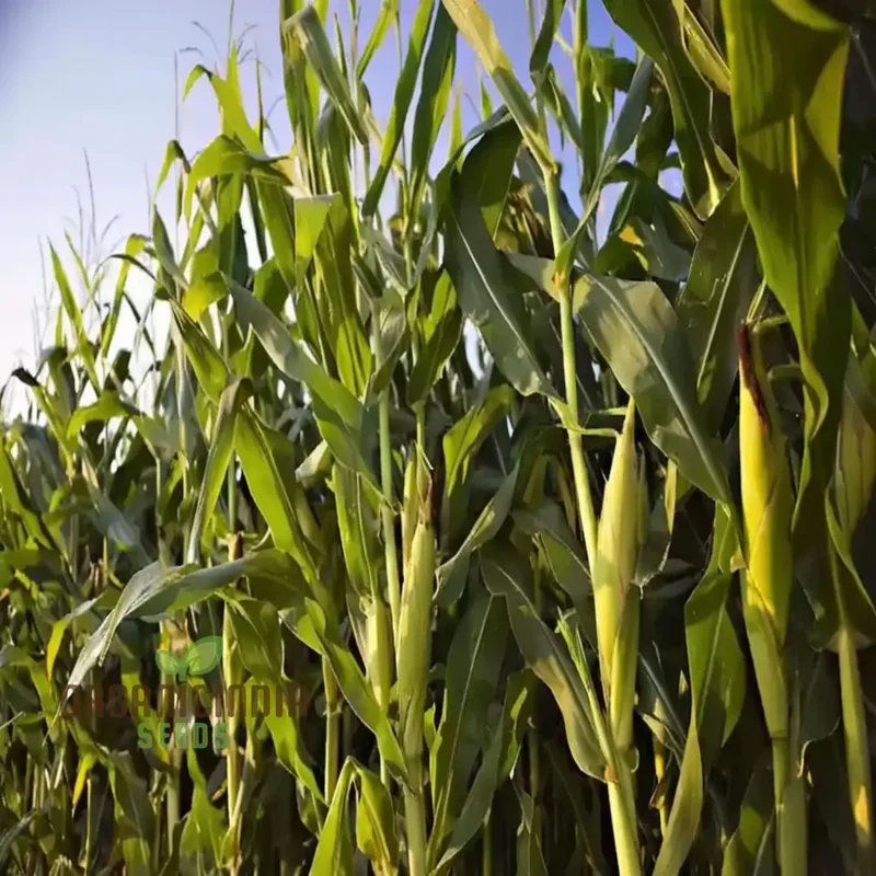 Premium Maize Planting Seeds, Corn Seeds for Vibrant Maize Farming & Enchanting Gardening, Cultivate Nature's Golden Bounty