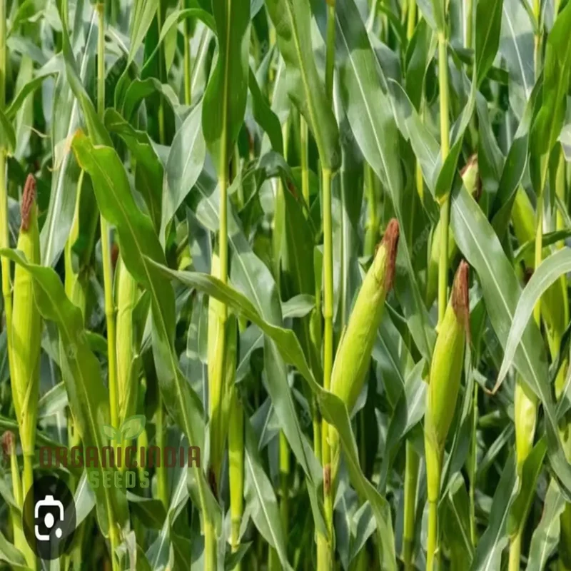 Premium Maize Planting Seeds, Corn Seeds for Vibrant Maize Farming & Enchanting Gardening, Cultivate Nature's Golden Bounty