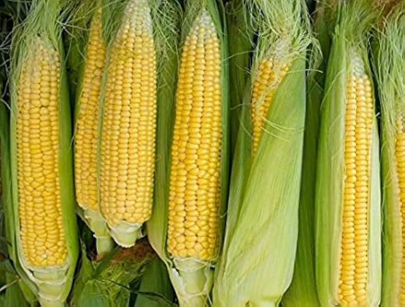 Pure & Organic Corn Seeds for Planting, Nurturing Nature's Bounty in Your Garden