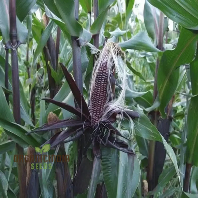 Exquisite Black Sweet Corn Seeds, Planting Seeds for Delectable Sweet Corn Harvests