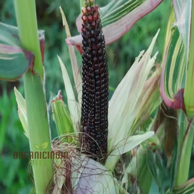 Exquisite Black Sweet Corn Seeds, Planting Seeds for Delectable Sweet Corn Harvests