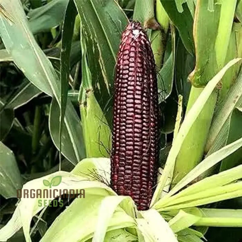Crimson Gem Corn Vegetable Seeds, Planting Seeds for Vibrant Red Corn Harvests