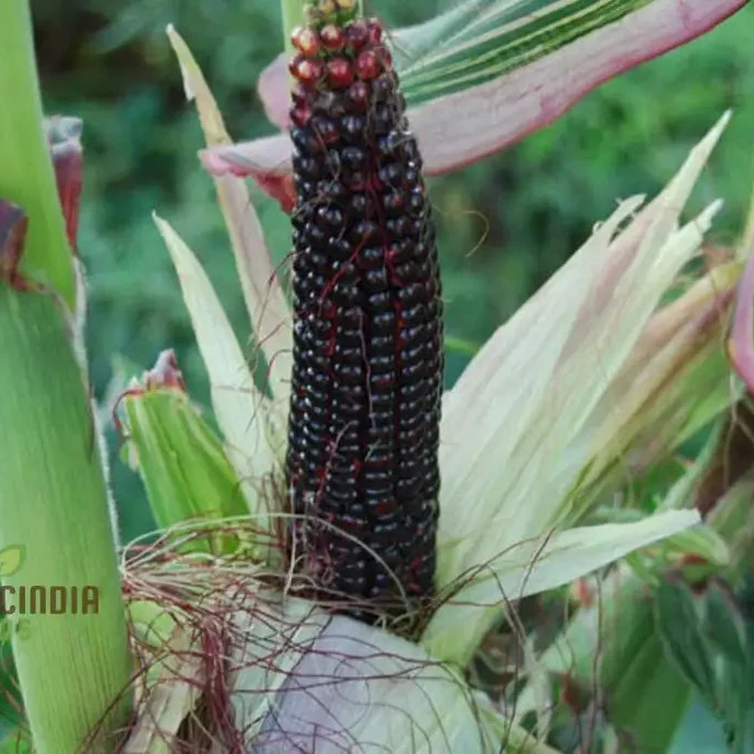 Crimson Gem Corn Vegetable Seeds, Planting Seeds for Vibrant Red Corn Harvests