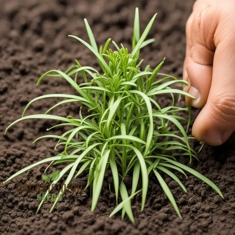 Flavorful French Tarragon Seeds for Planting, Premium Herb Seeds