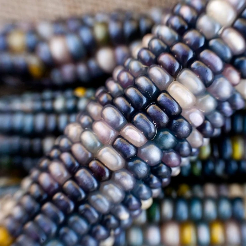Sapphire Blue Corn Seeds, Planting Seeds for a Stunning and Distinctive Corn Harvest