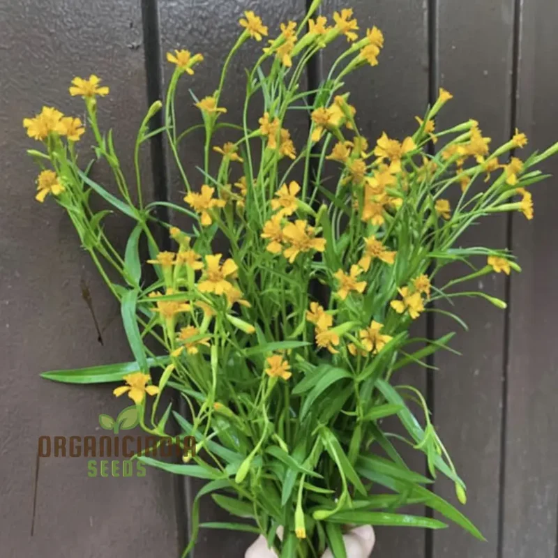 Mexican Tarragon Seeds – Flavorful Herb Variety for Home Gardens