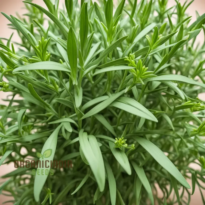 Mexican Tarragon Seeds – Flavorful Herb Variety for Home Gardens