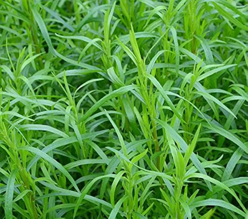 Mexican Tarragon Seeds – Flavorful Herb Variety for Home Gardens
