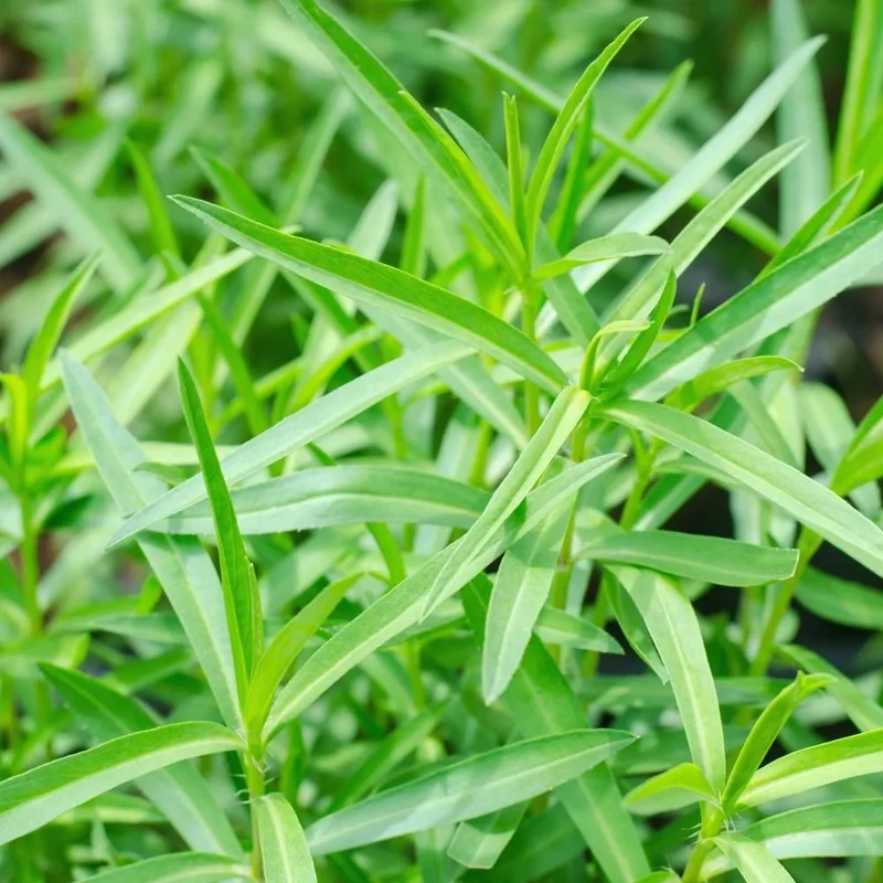 Mexican Tarragon Seeds – Flavorful Herb Variety for Home Gardens