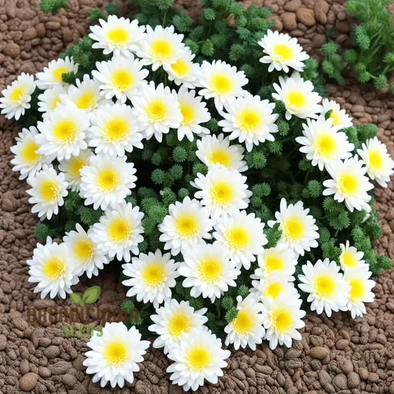 Garland Chrysanthemum Gardening flower Seeds, Colorful and Nutritious Addition to Your Garden