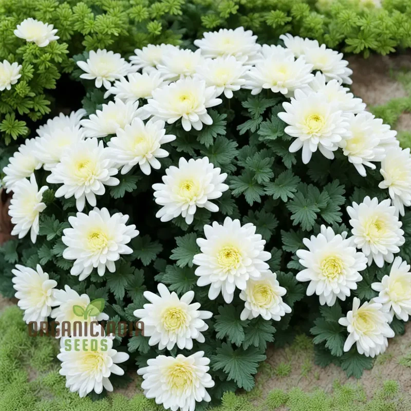 Garland Chrysanthemum Gardening flower Seeds, Colorful and Nutritious Addition to Your Garden