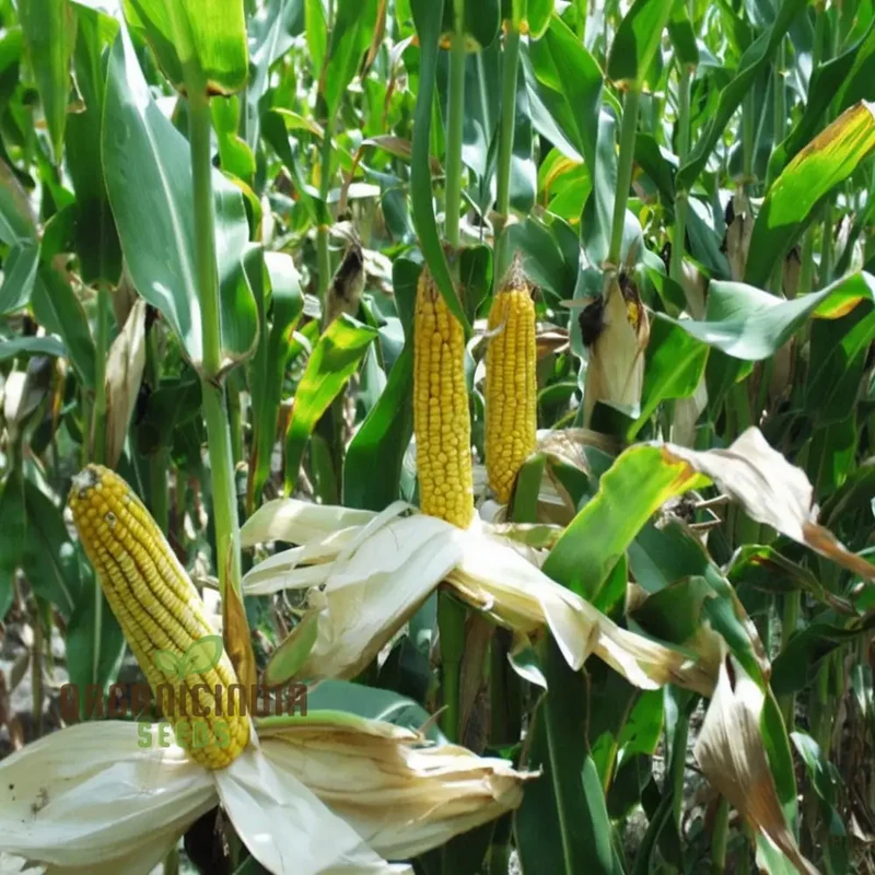 Corn Planting Seeds, Ensuring Resilient Growth for Your Fields