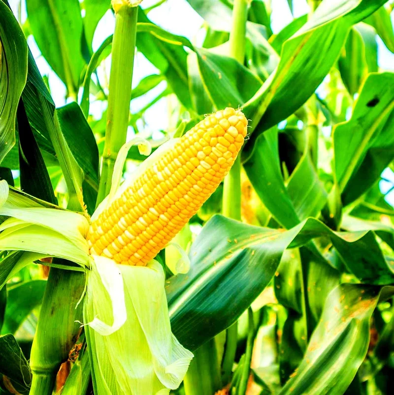 Corn Planting Seeds, Ensuring Resilient Growth for Your Fields